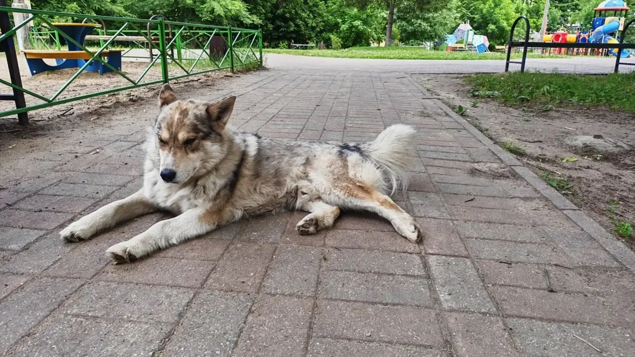 В районе Отдыха... Фрунзе ходит собака,потеряшка, мальчик. Очень добрый, умный, ласковый. Видно, что
