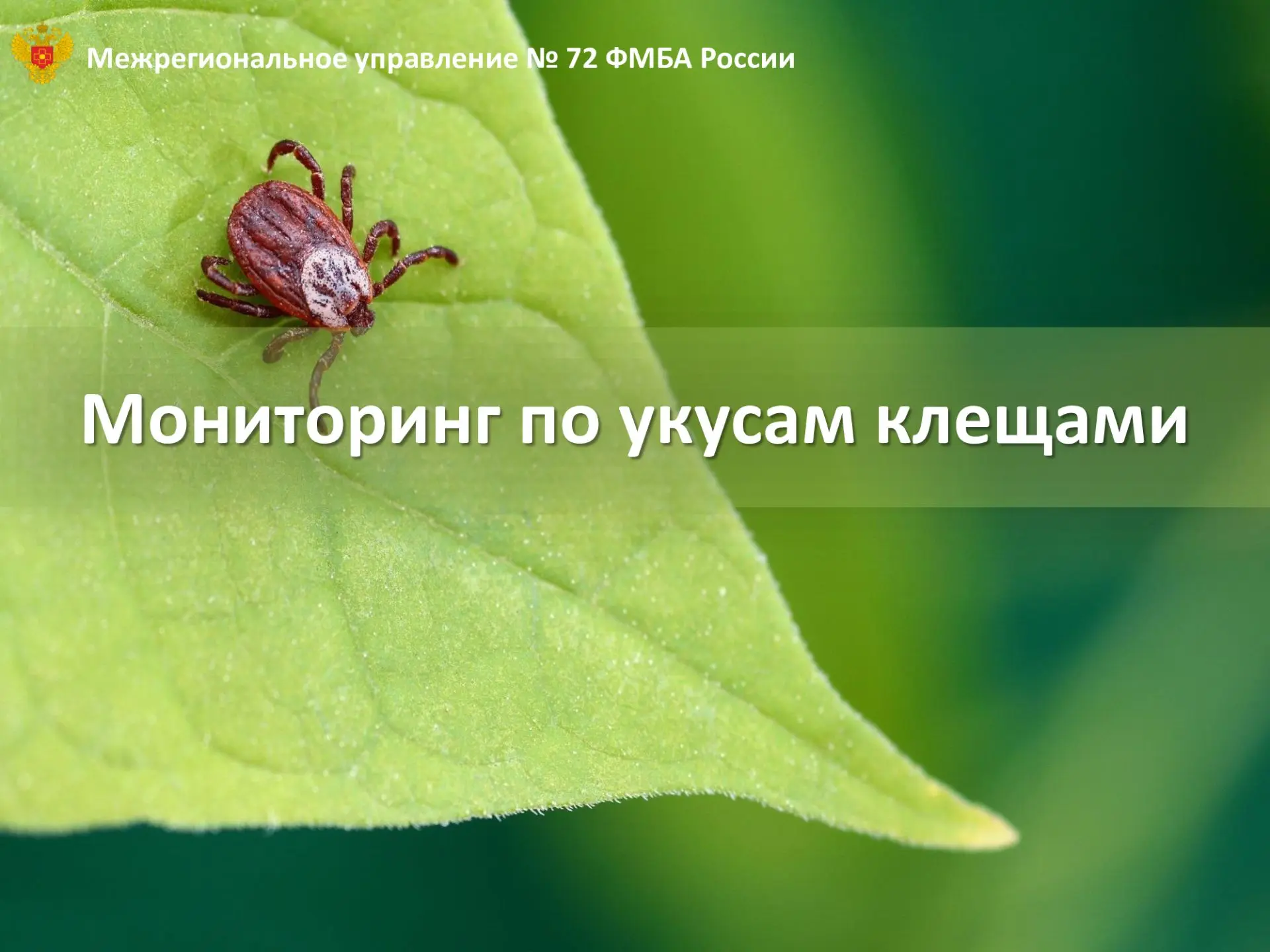 Информация по укусам клещами с 25.05.2026 по 31.05.2026