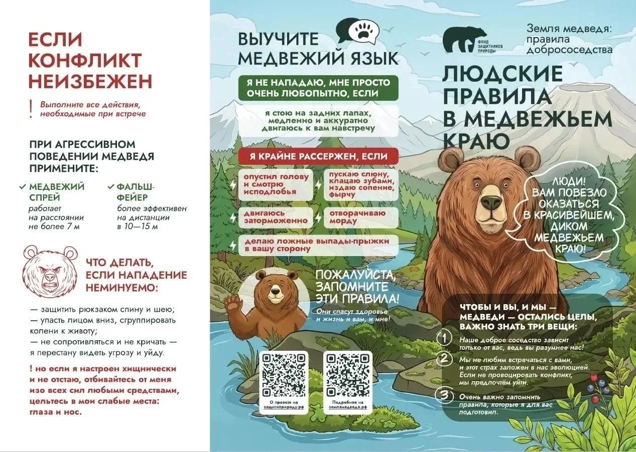 Как вести себя при встрече с медведем?
