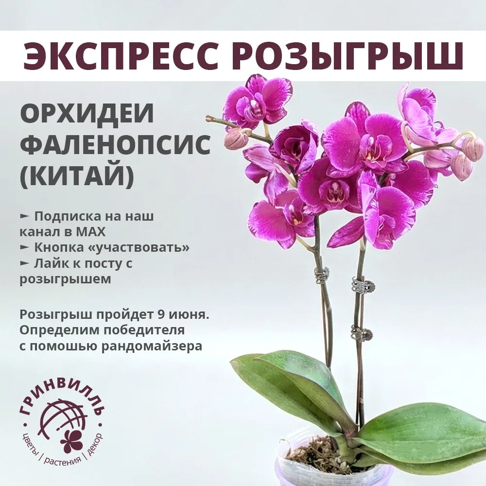 🎁 🌸 ЗАПУСКАЕМ ЭКСПРЕСС-РОЗЫГРЫШ ОРХИДЕИ ФАЛЕНОПСИС (КИТАЙ) В МАХ 🌸