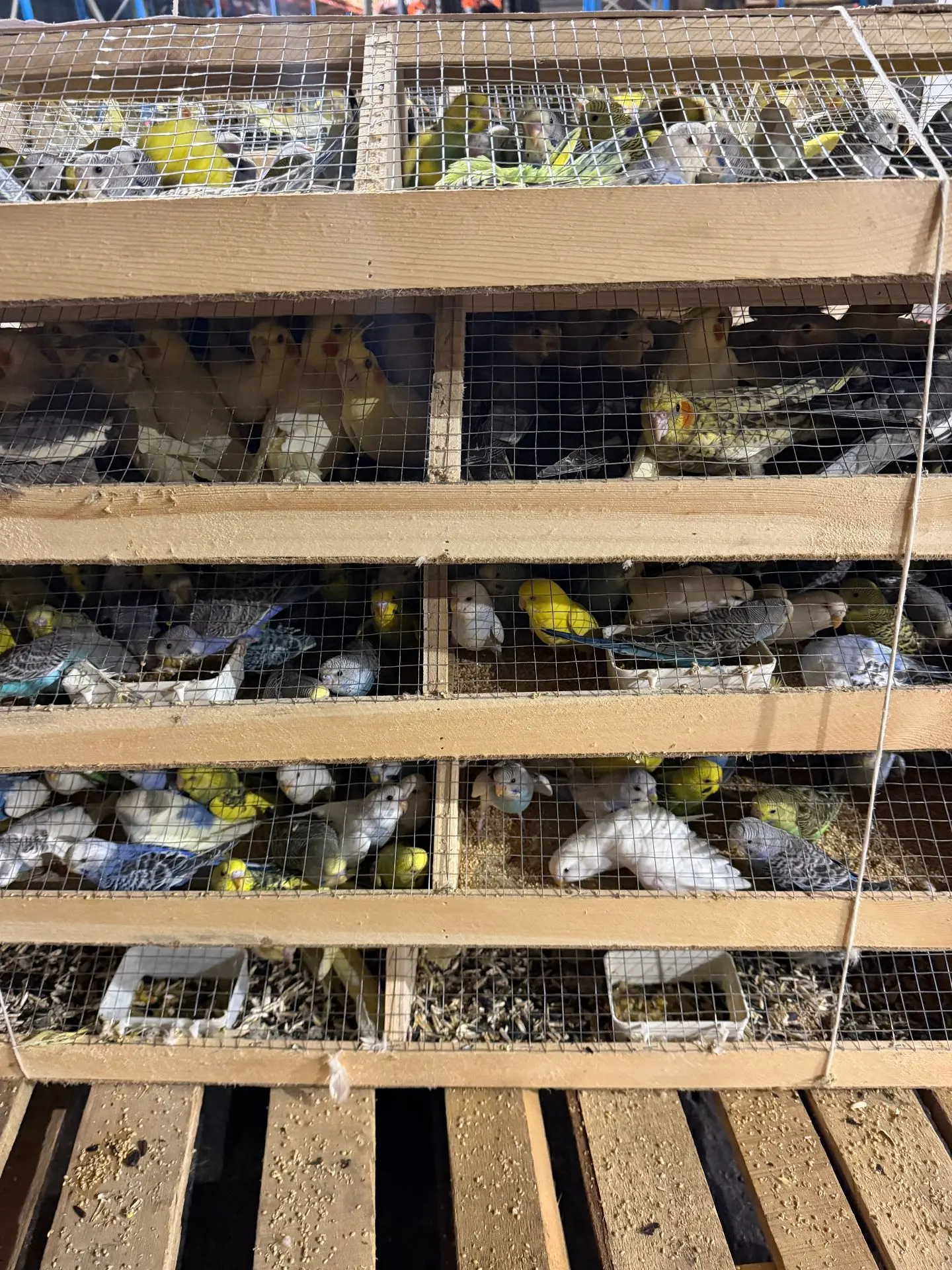 🦜🦜🦜В Красноярск из Кыргызстана ввезено еще 600  попугаев
 
В пункте пропуска через государственну