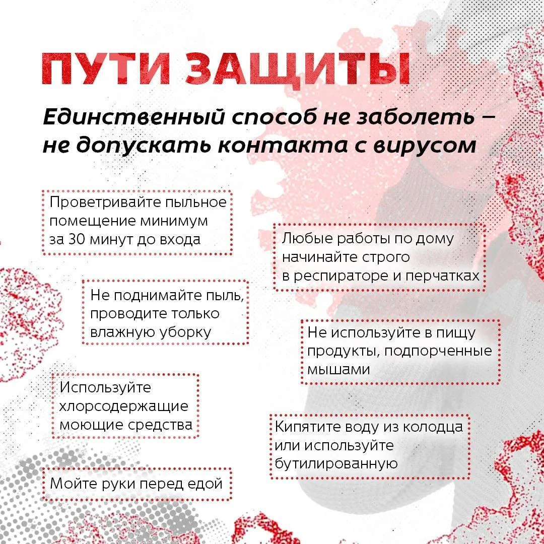 Хантавирус: мифы и правда об инфекции
