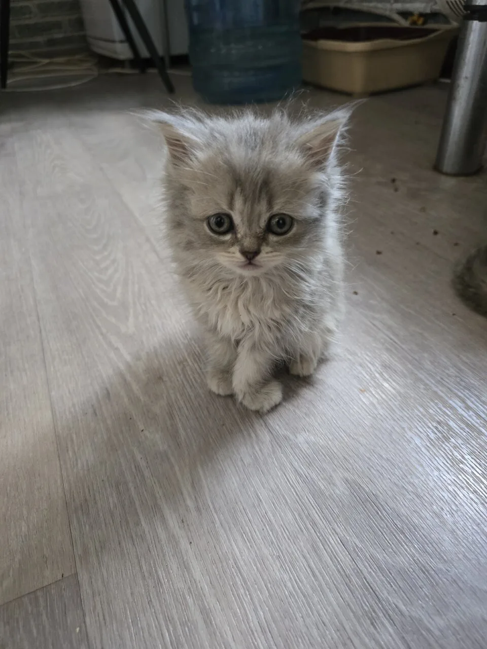 Продам британских котят