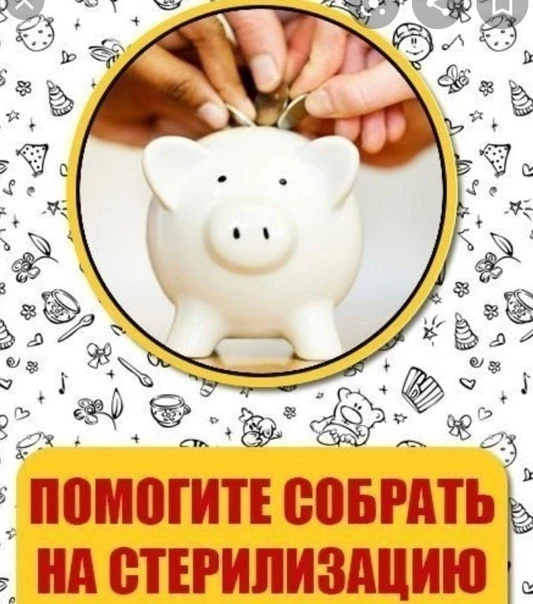 🚨СРОЧНЫЙ СБОР НА СТЕРИЛИЗАЦИЮ‼️ Масе нужен шанс на здоровую жизнь‼️🐾Сумма к сбору 450...