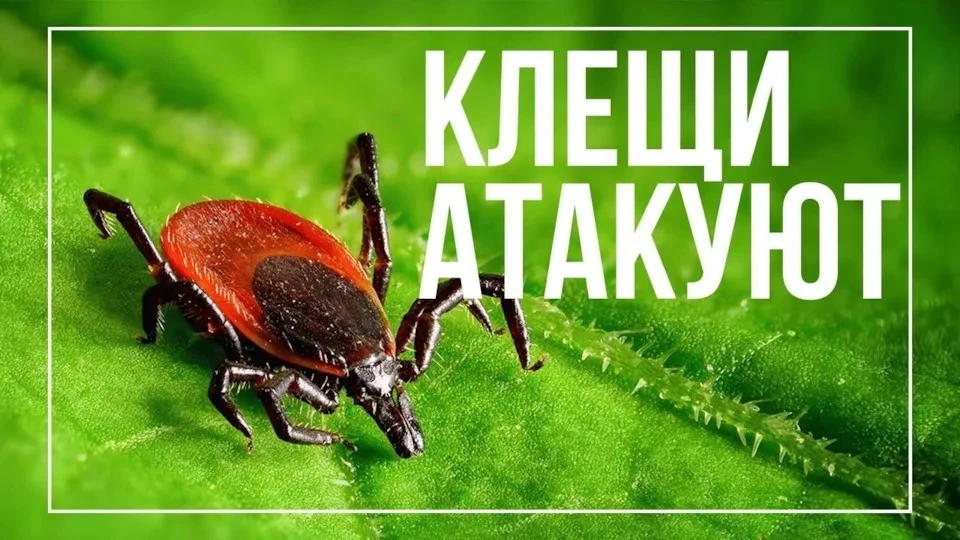 Докладываем: ❤️ на прошлой неделе провели обработку территории от клещей! 💪