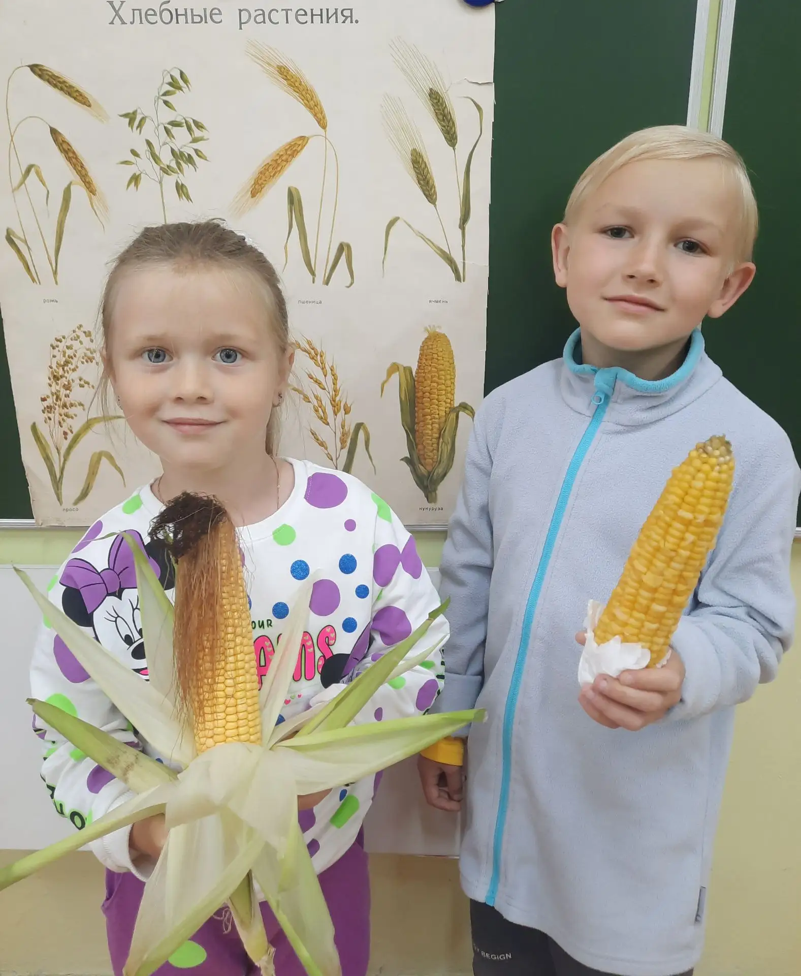 🌽 «Кукуруза — царица полей»! 🌽