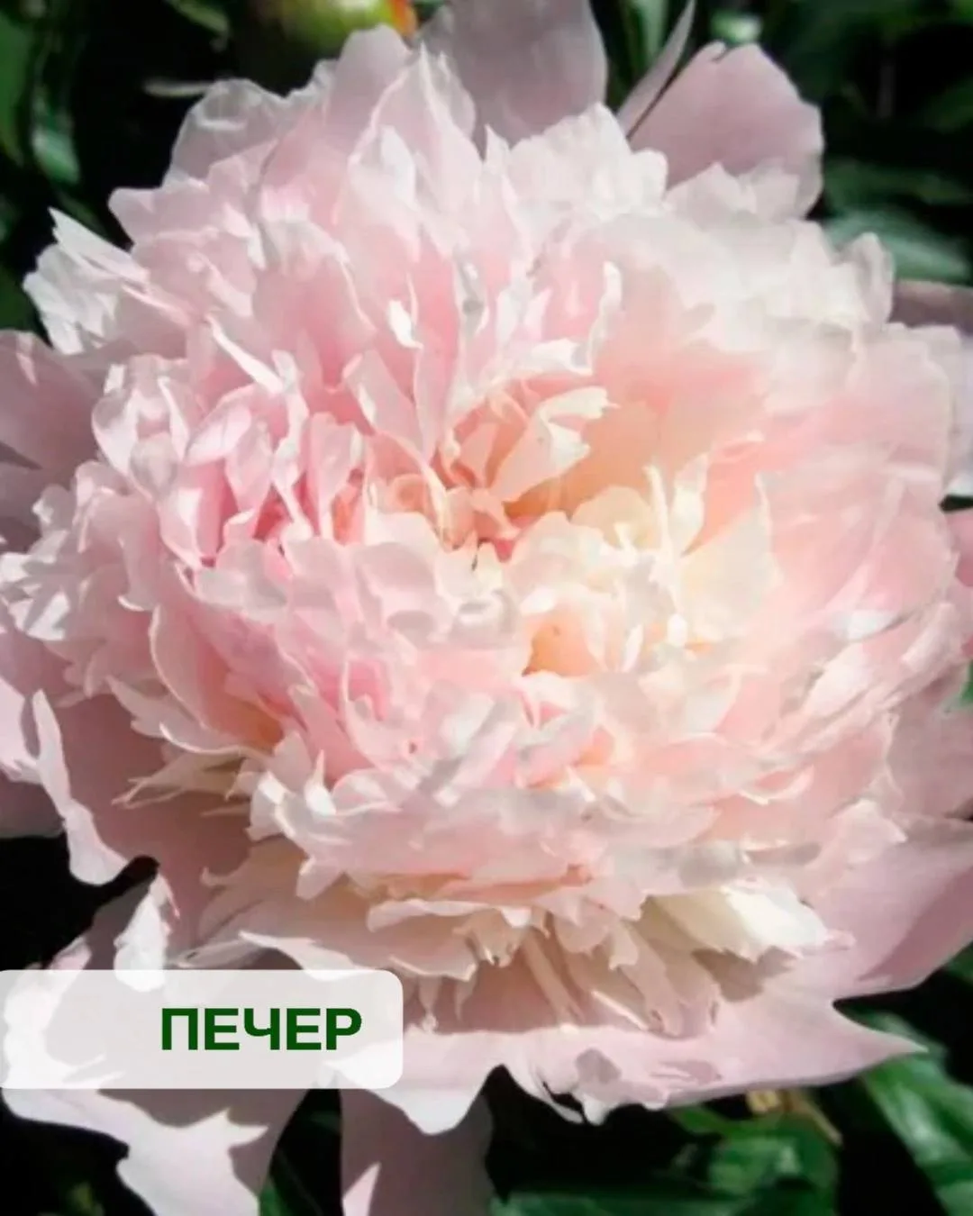 🌸 Пионы — одни из самых эффектных многолетников для сада. Крупные цветы, приятный аромат и разнообр
