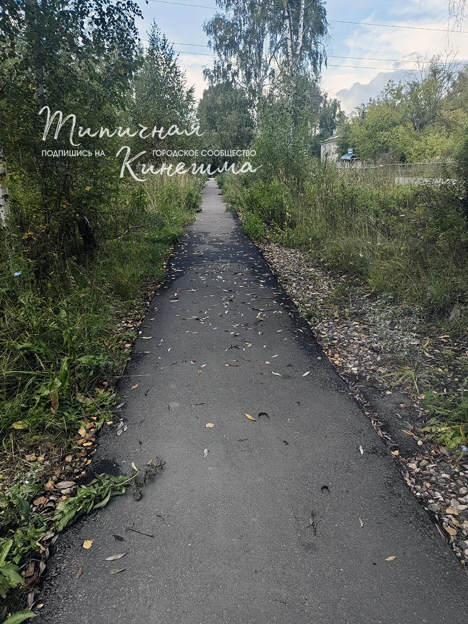 Сегодня, 1 сентября, дети идут в школу, а тротуар к 5-ой кинешемской школе зарос. Неуже...