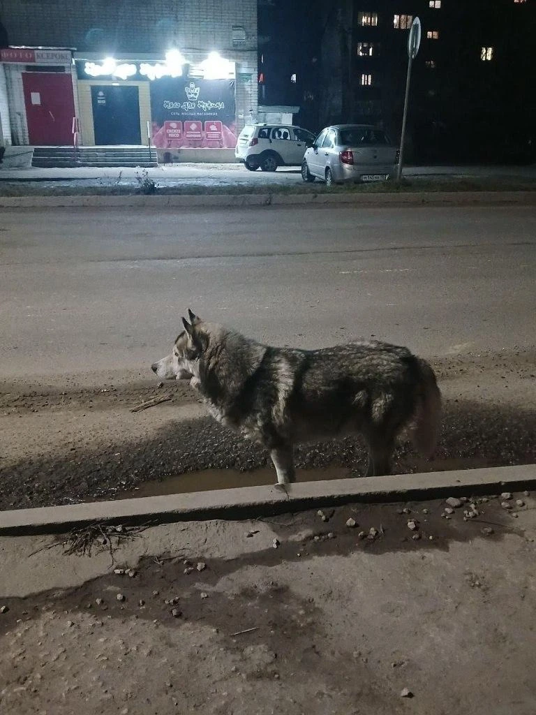 В Ельце ищут волка. Ну, или очень убедительного актёра на роль волка  По городским пабликам разошлис