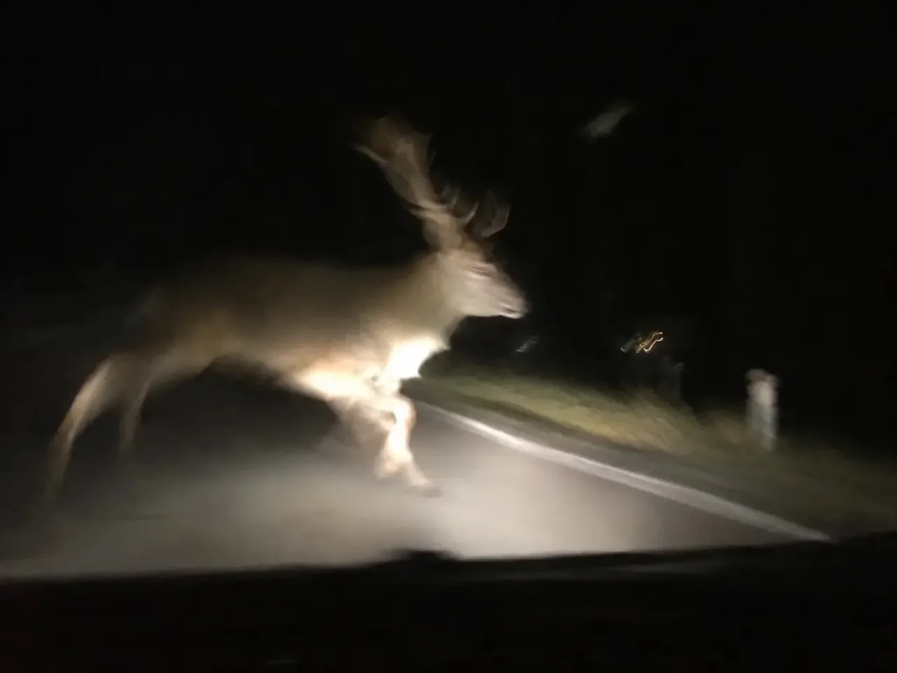 🦌Что делать при ДТП с диким животным?