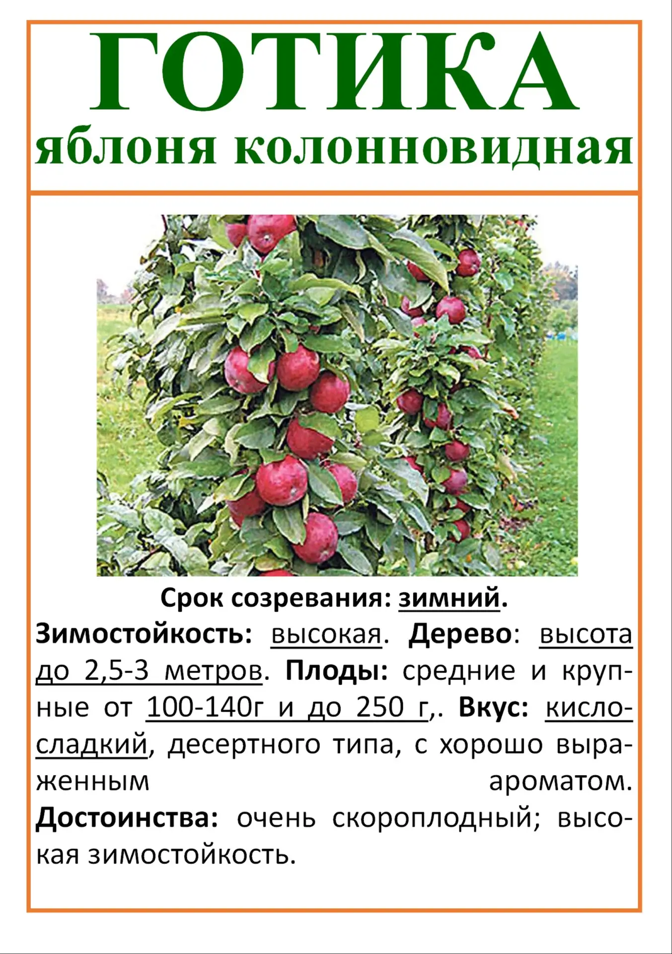 Саженцы Колоновидных яблонь