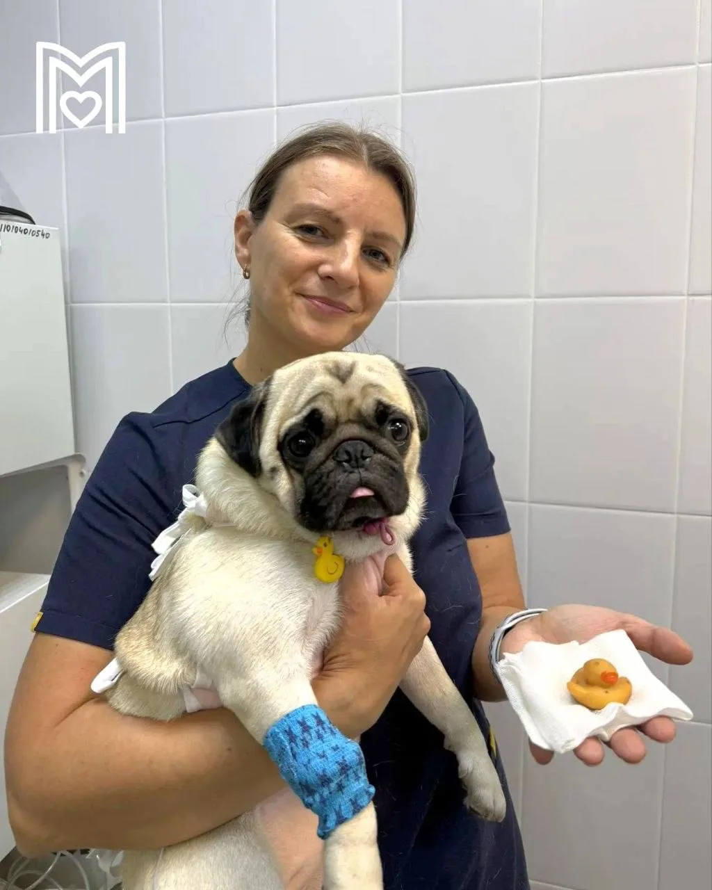 🥺 Мопс Бонифаций и его приключения