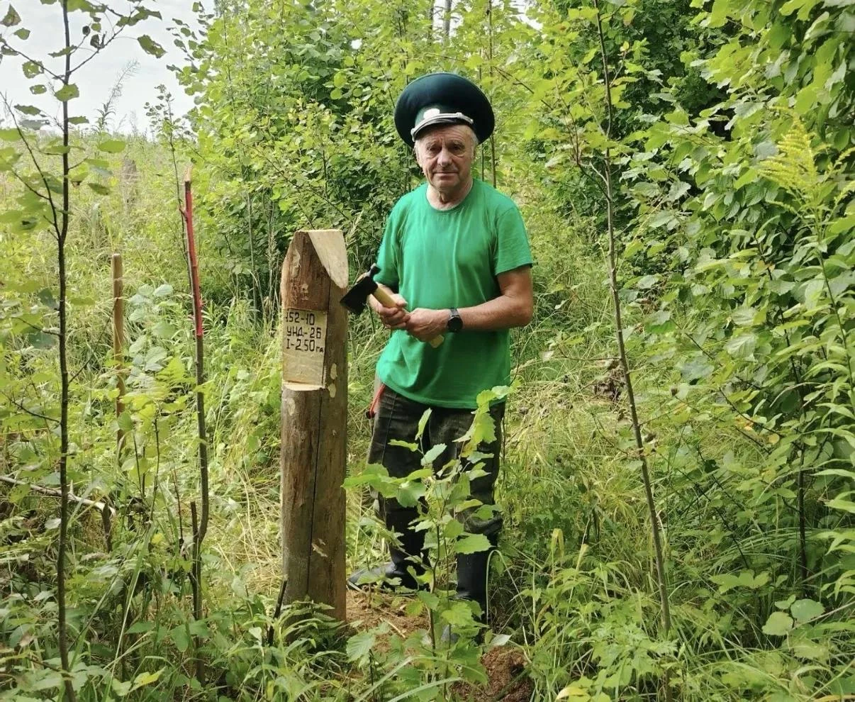 🌲 В Одинцовском округе расчистят лес от аварийных деревьев