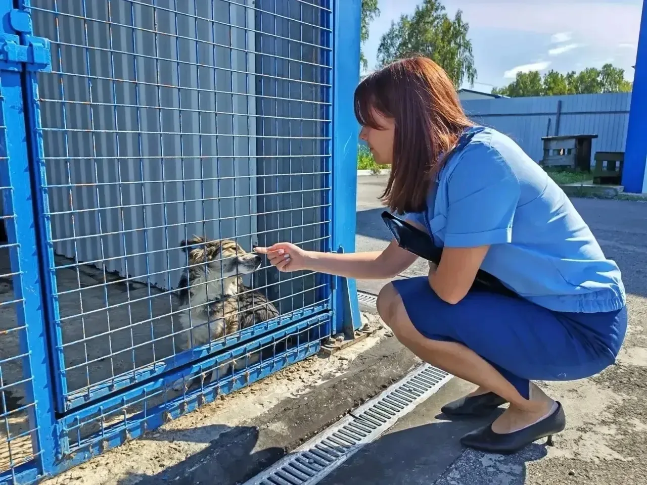 Прокуратура проверила приют «Остров надежды», куда отправляют отловленных в Карабаше собак
