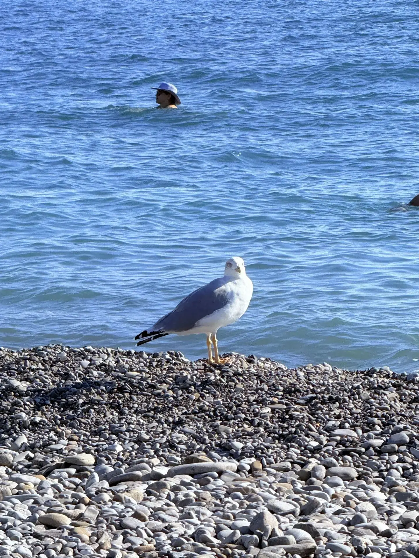 🐦Главные курортные гопники, или почему чайки на Чёрном море заслуживают отдельного лайка❤