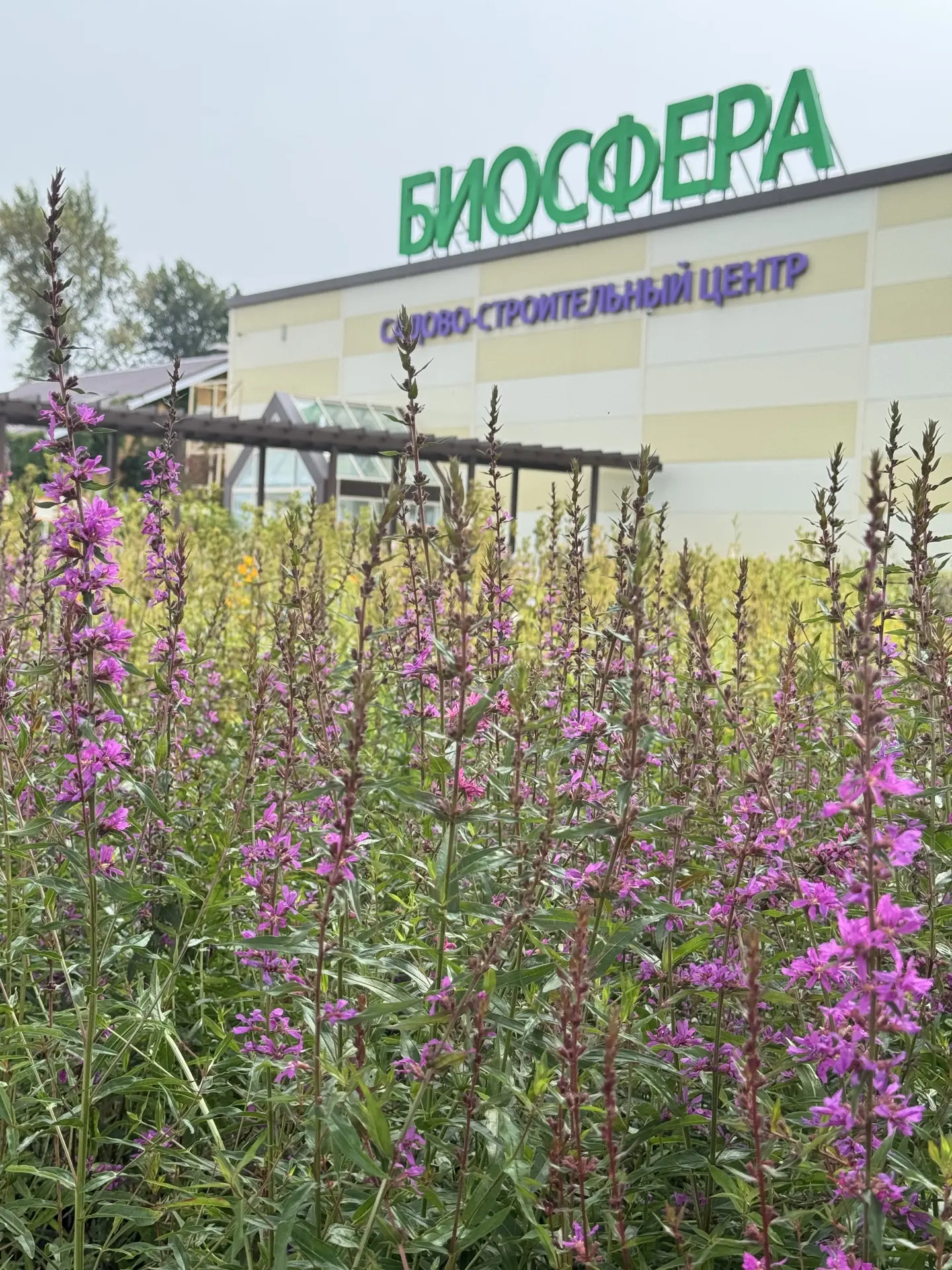 🍂 Осень начинается с выгодных посадок! 🌸🌾