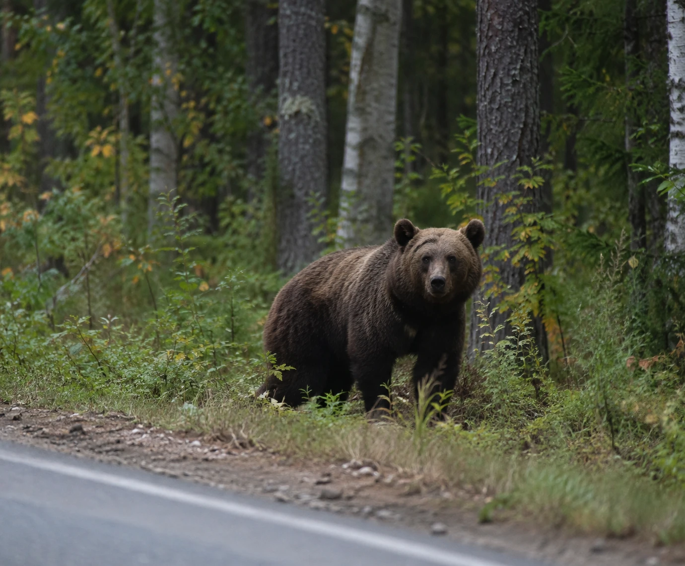 🐻 В районе Поспелово заметили медведя