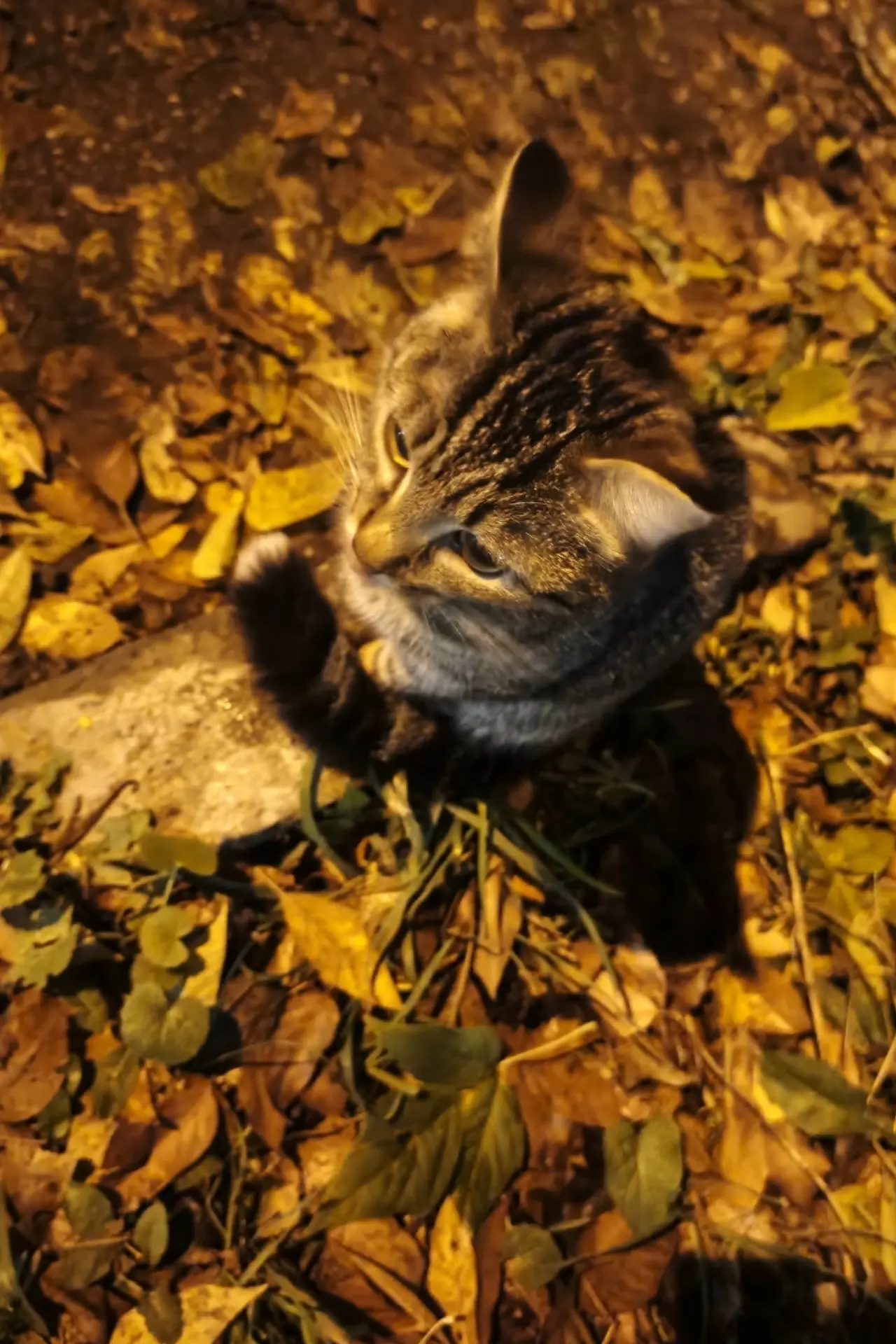 🐾 Напротив Кузбасской 34 бегает котёнок. Видно, что домашний, заберите малыша домой.