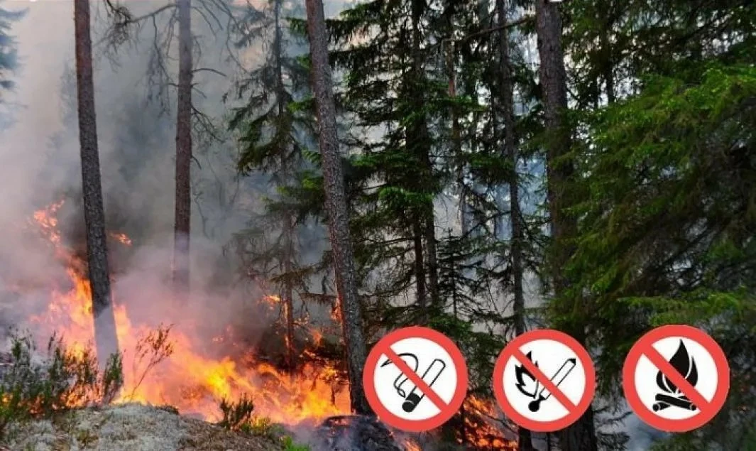 📍С 27 мая в лесах Удмуртии вводится особый противопожарный режим