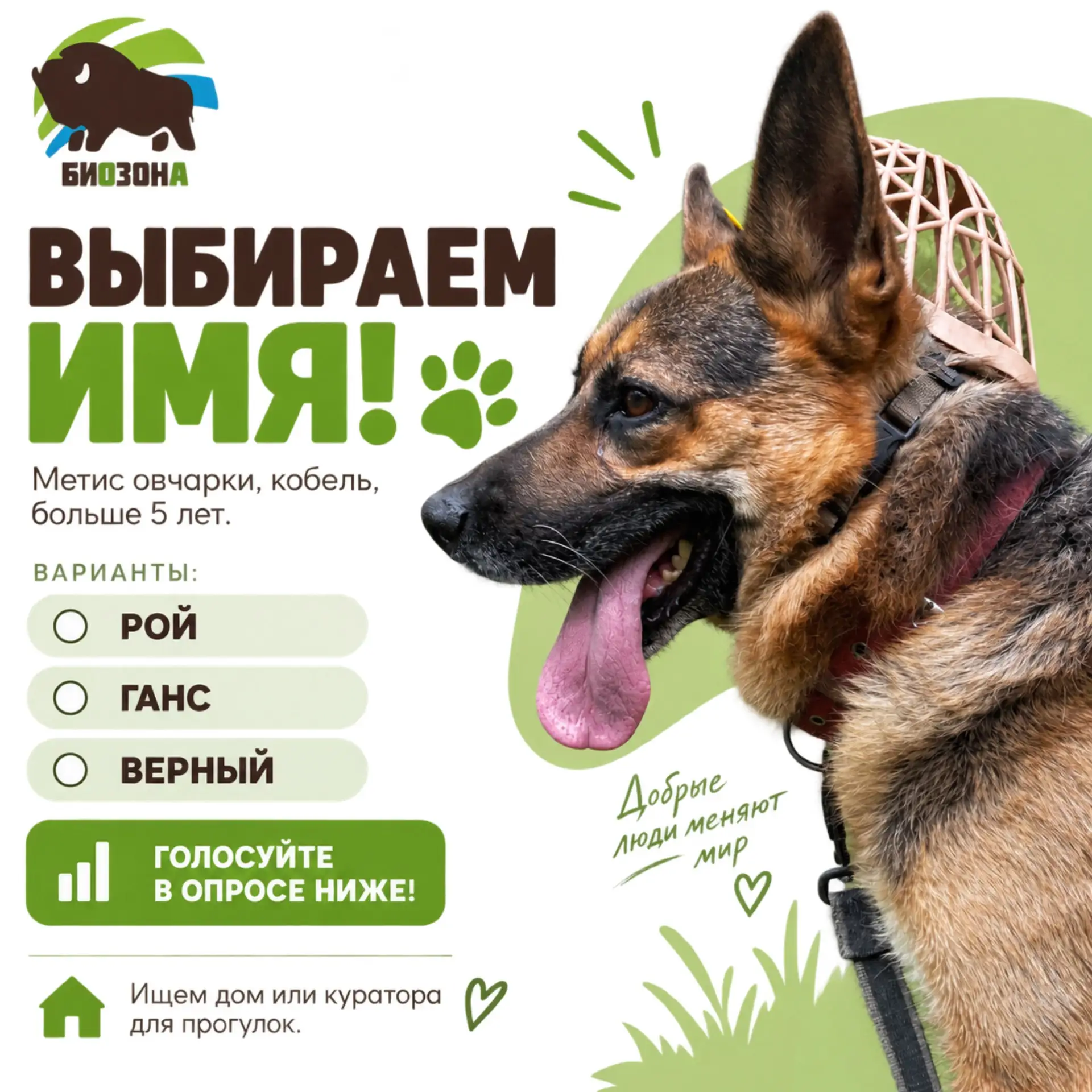 ВЫБИРАЕМ ИМЯ ДЛЯ НОВОГО ПИТОМЦА! 🐾