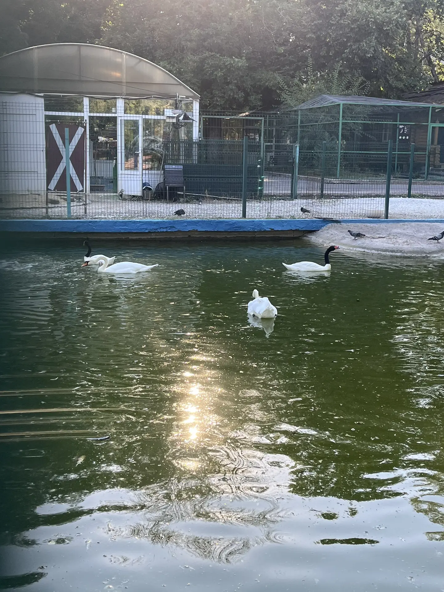 🌅🦩Розовый фламинго, да и не только он, в лучах заката в парке Октябрьской революции