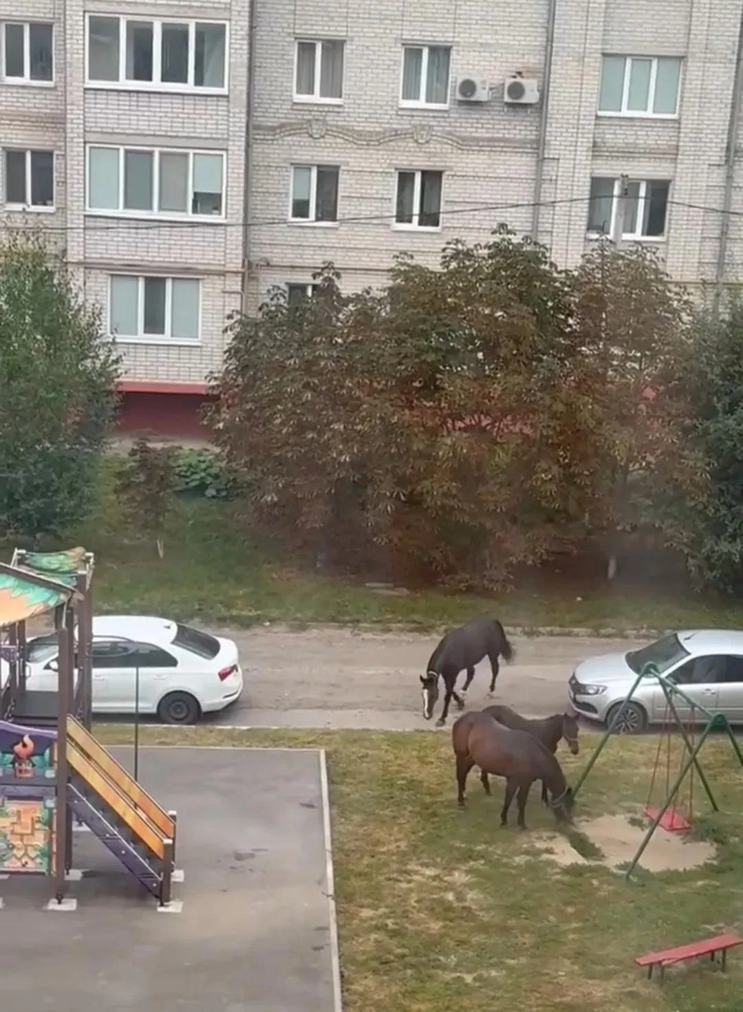 В Ливнах появились бродячие лошади