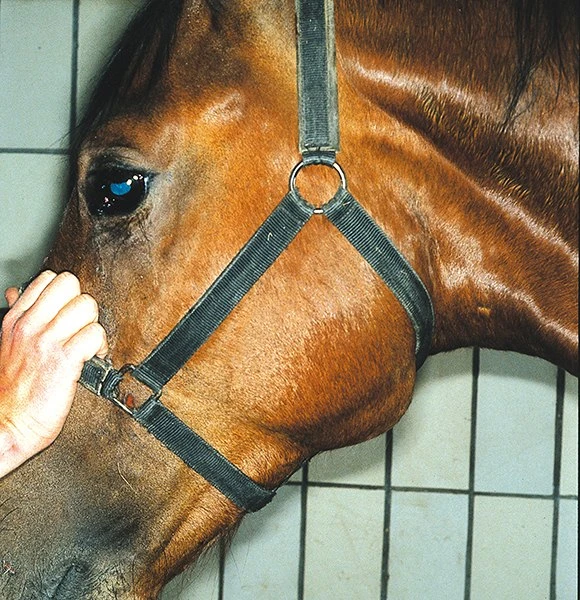 Мыт: опасная инфекция, о которой должен знать каждый коневладелец 🐎