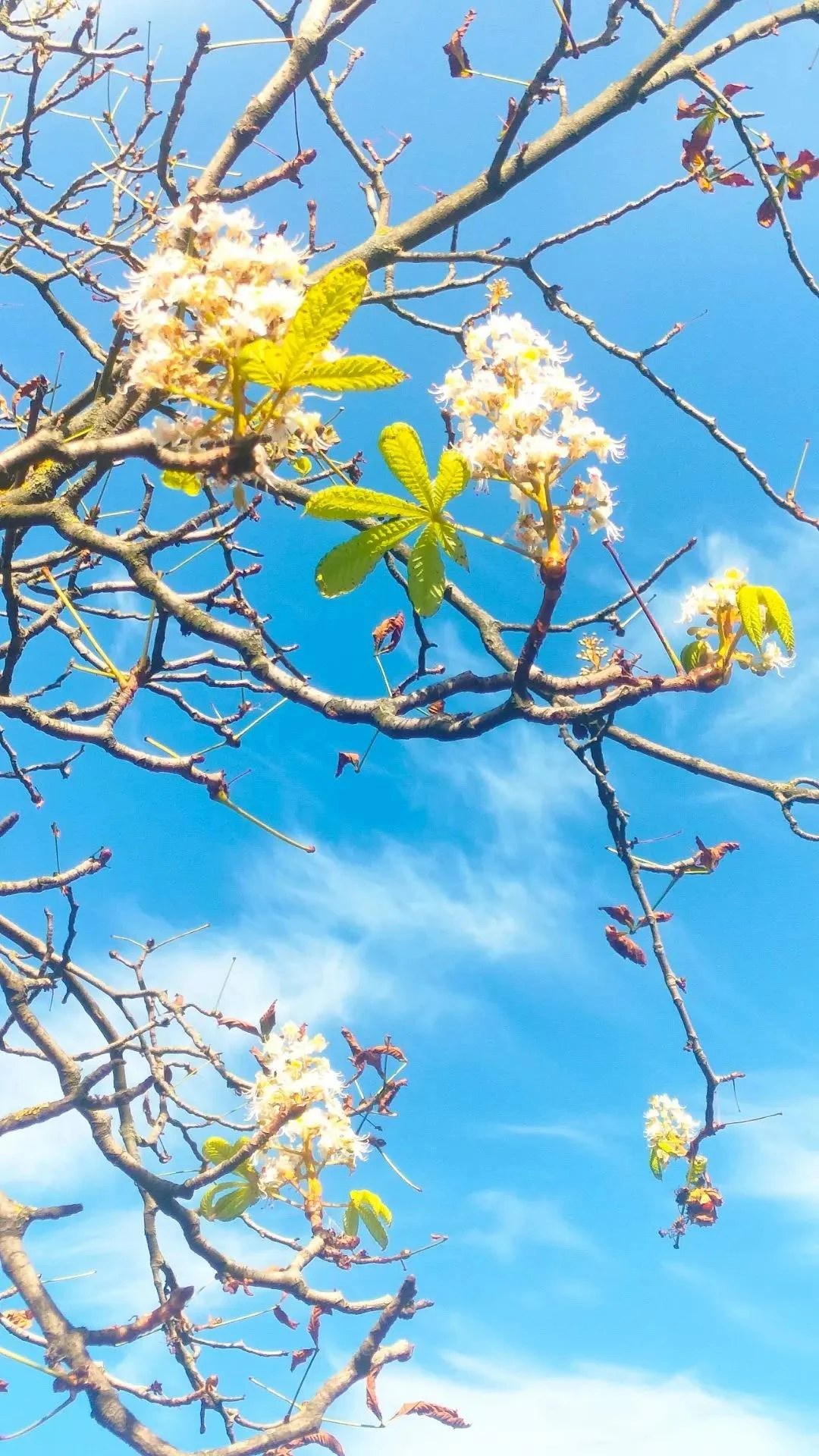 🌺 Тем временем в Курске цветет каштан