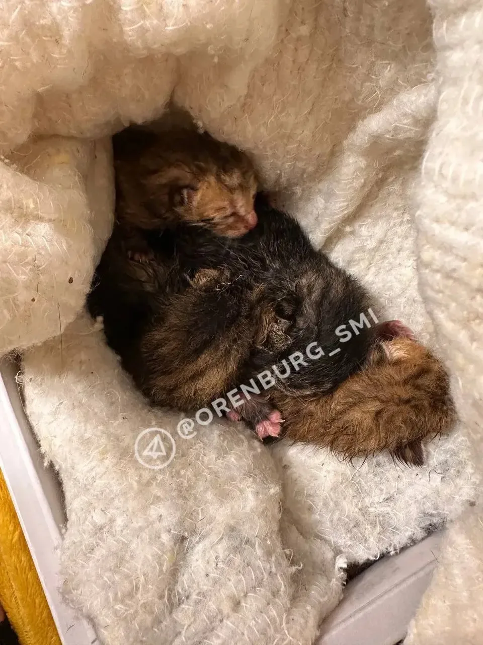 😱 Пенсионерка предлагала детям деньги за то, чтобы утопить котят в Оренбурге