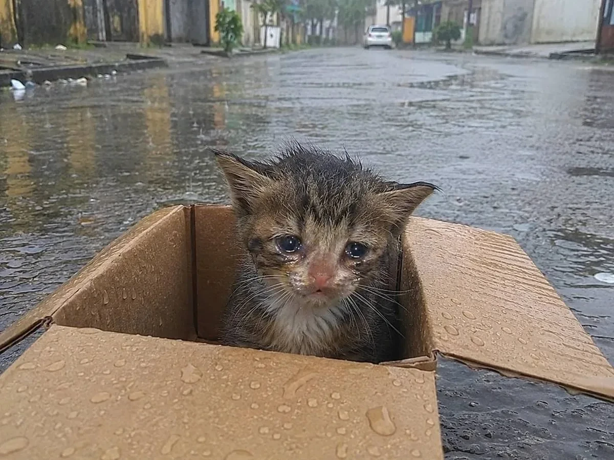 😔 Во время ссоры в Подмосковье кошку выбросили с 12-го этажа