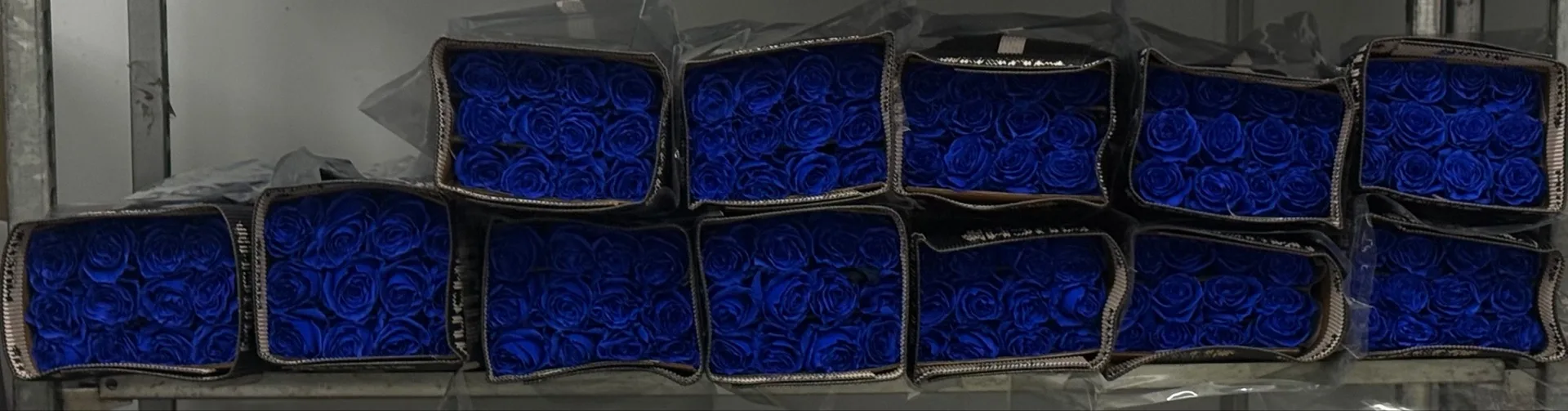 Роза крашенная 💙 Much 60-70 - 145₽