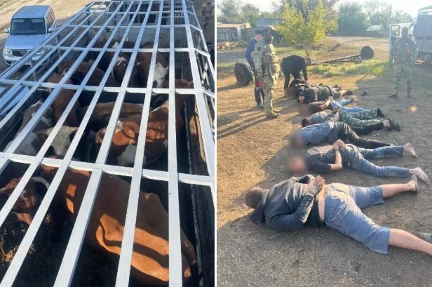 Пятерых дончан будут судить за кражу 59 коров и бычков.