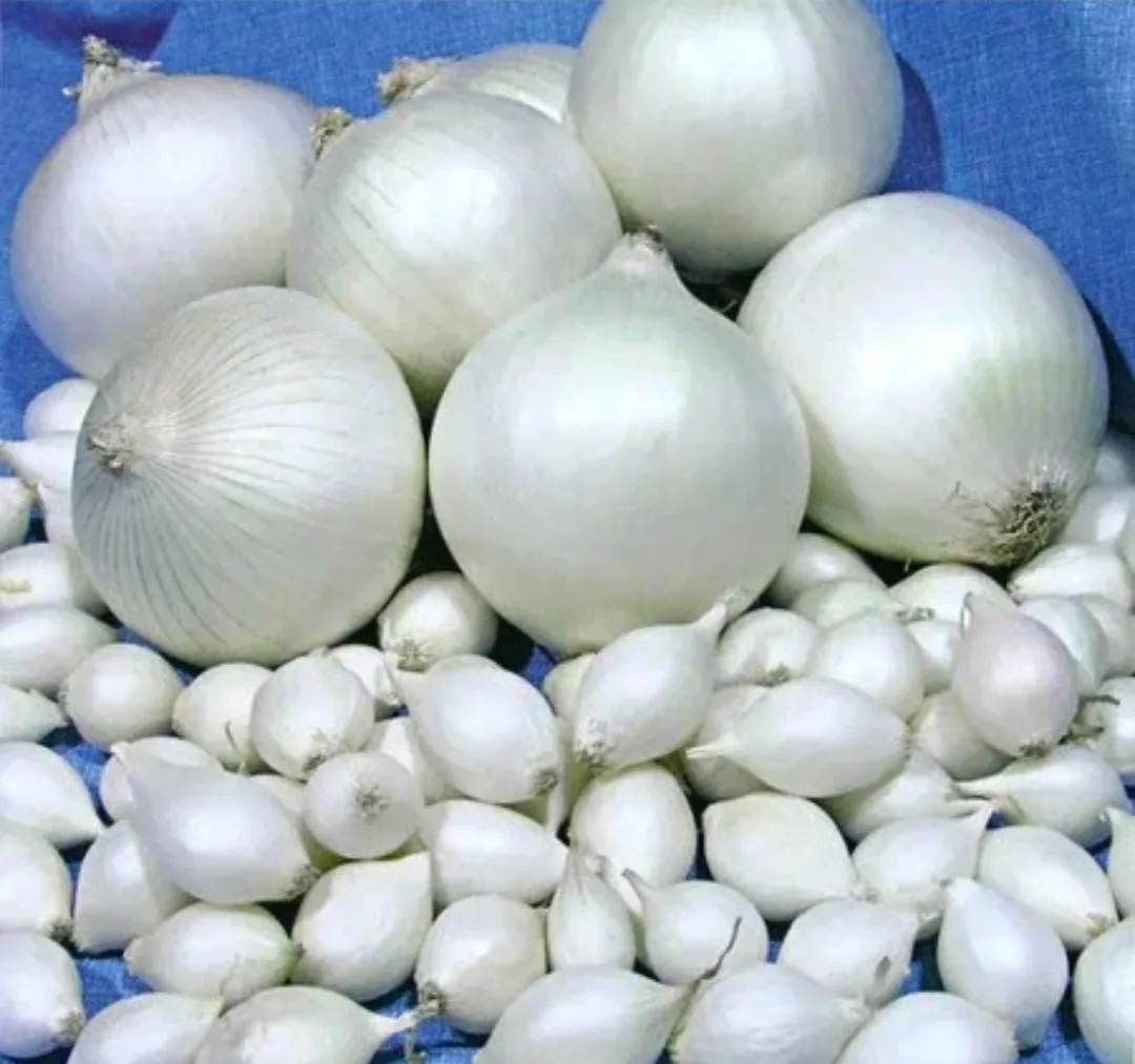 🔥В продажу поступил🌱🧅 лук севок СТАРДАСТ!