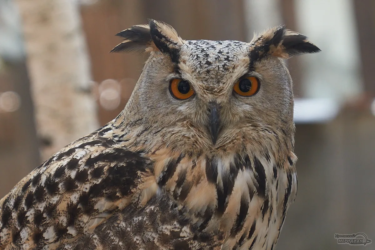 🦉 Краснокнижных филинов на Среднем Урале учат жизни в дикой природе.