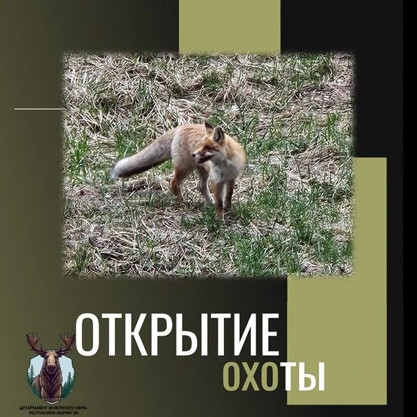 🦊Сегодня – открытие сезона охоты на зайца-беляка, лисицу и енотовидную собаку