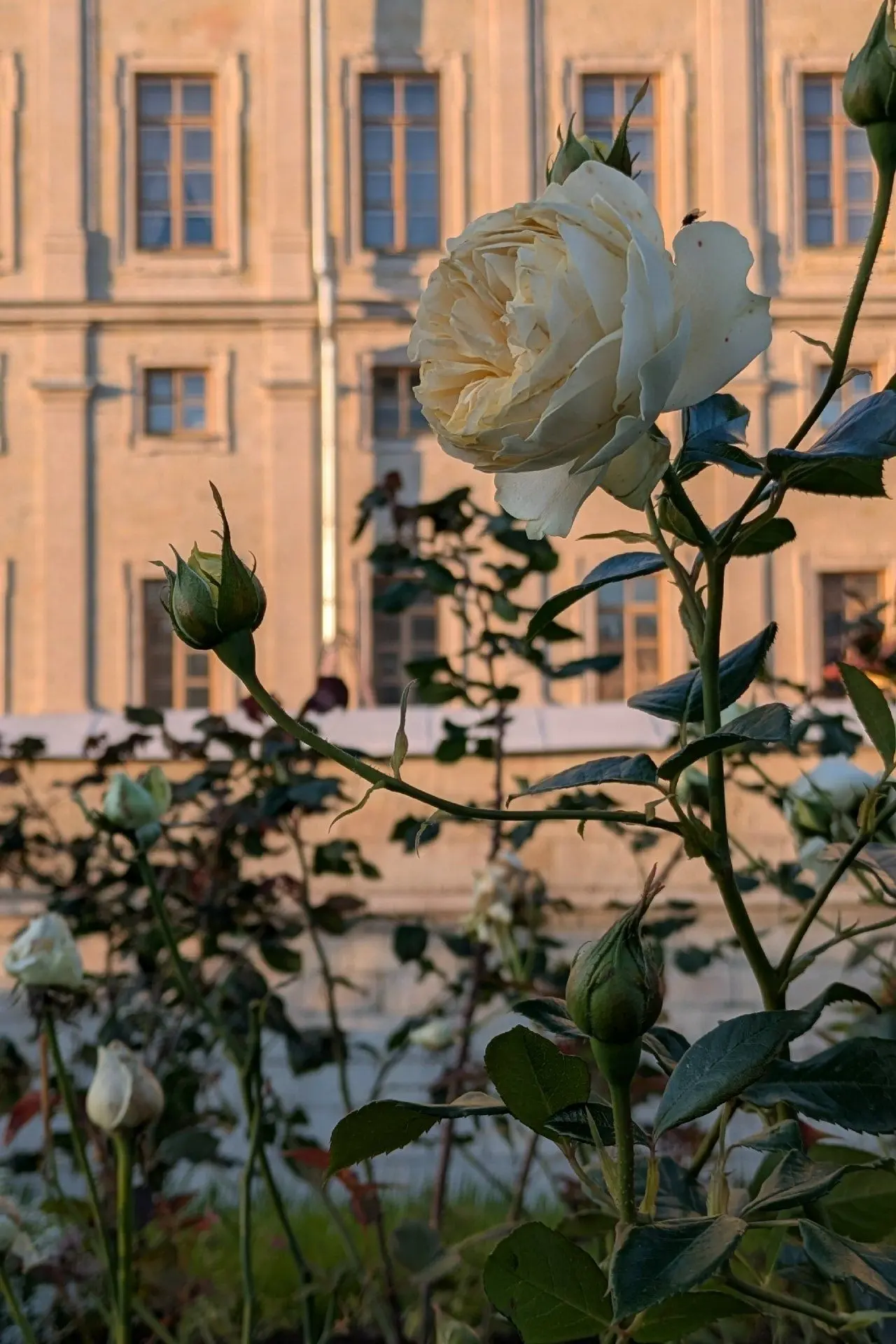 Белые розы на фоне Гатчинского дворца 😍
