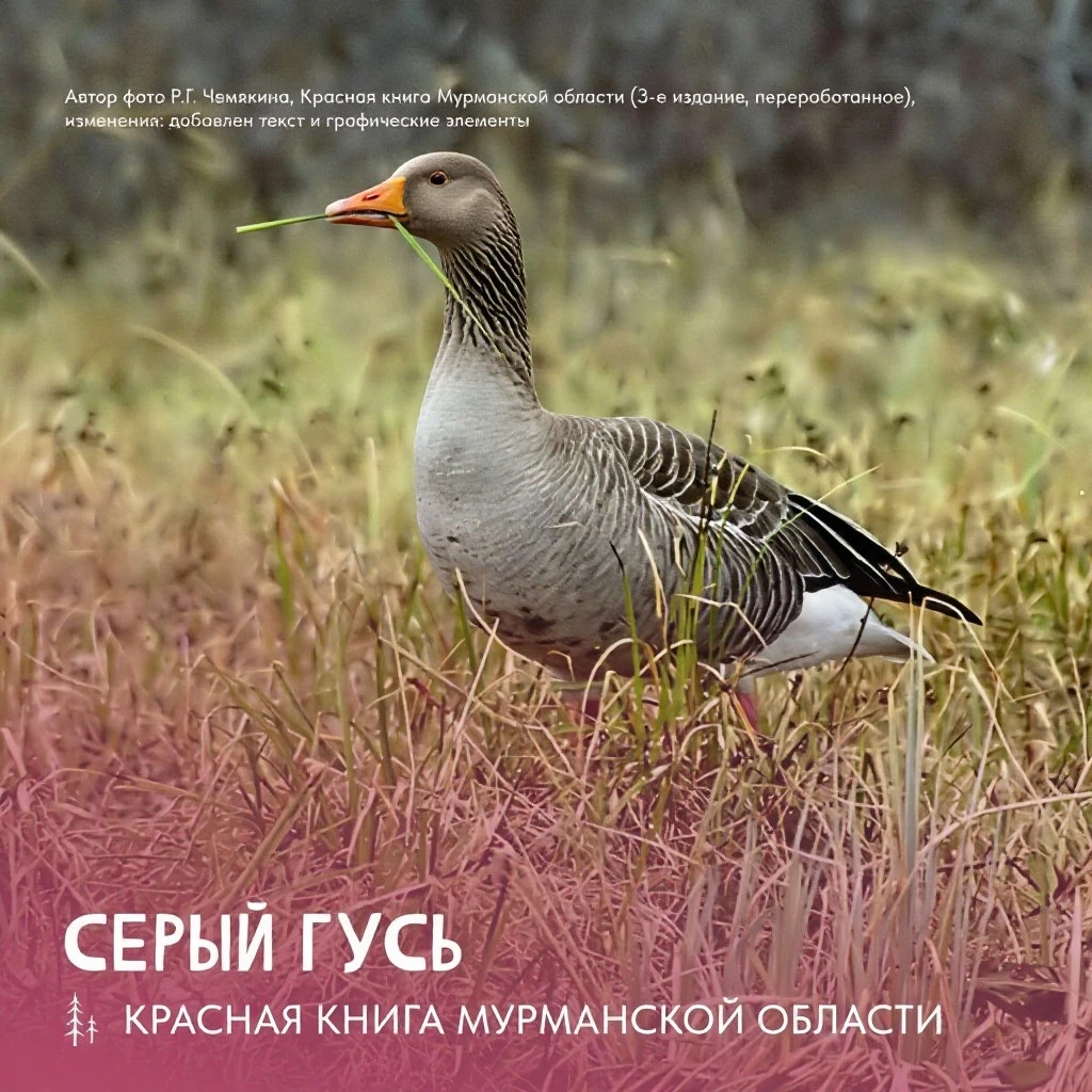 Сегодня герой краснокнижной рубрики – серый гусь, предок домашних гусей