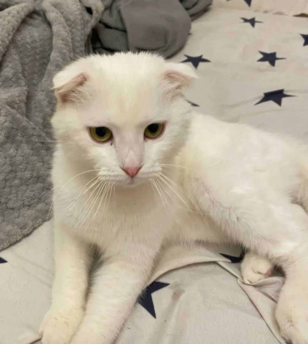 🆘 СРОЧНО 🆘 ТОТ САМЫЙ КОТИК, которого искали ВСЕМ ГОРОДОМ 😭 Очень нуждается в любящей семье 🙏
Воз