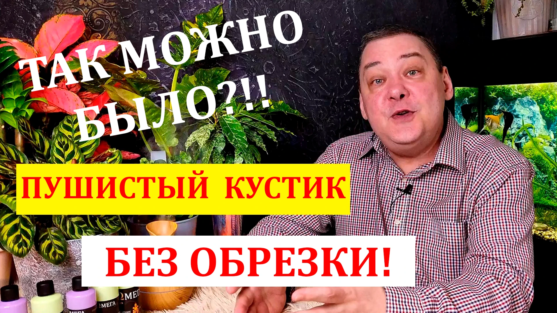 Как заставить комнатное растение ветвиться и сделать его пышным без обрезки?