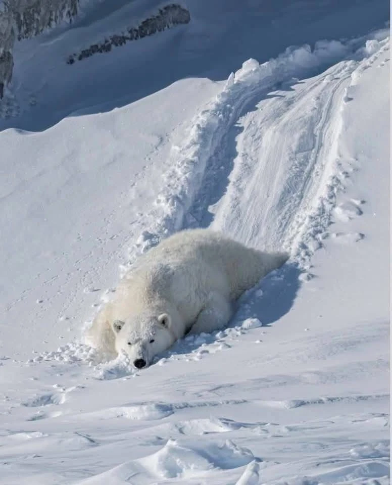 🐻‍❄️ Белые медведи не белые

Их шерсть прозрачная, а кожа под ней — чёрная.

🤯 — не знала

интерес