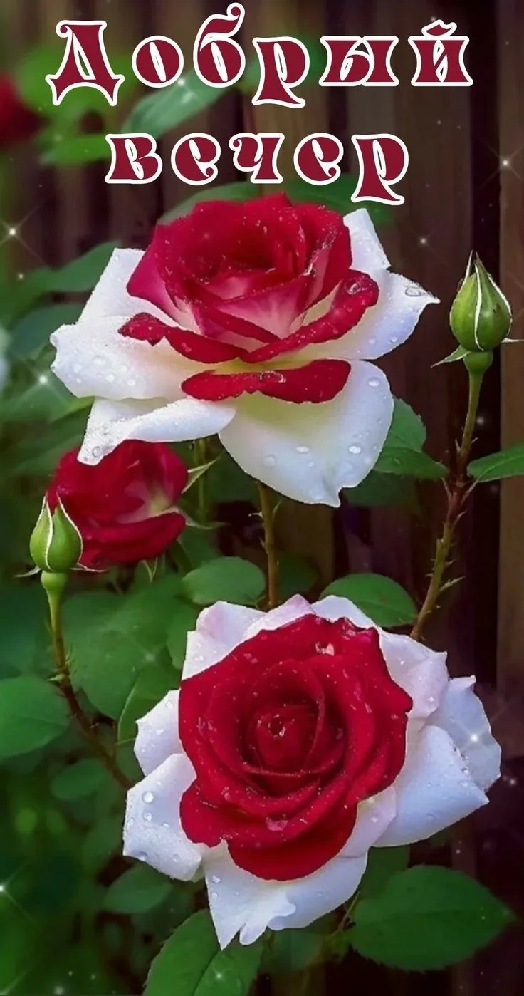 Доброго вечера! Отличного отдыха! ✨💐