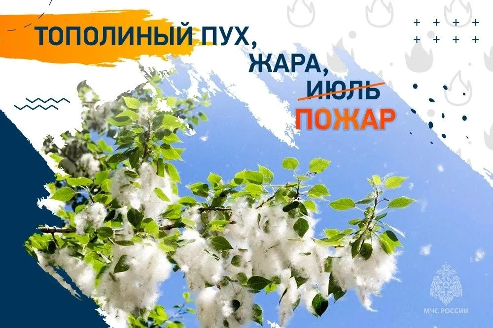 🔥 Сжигание тополиного пуха — плохая идея