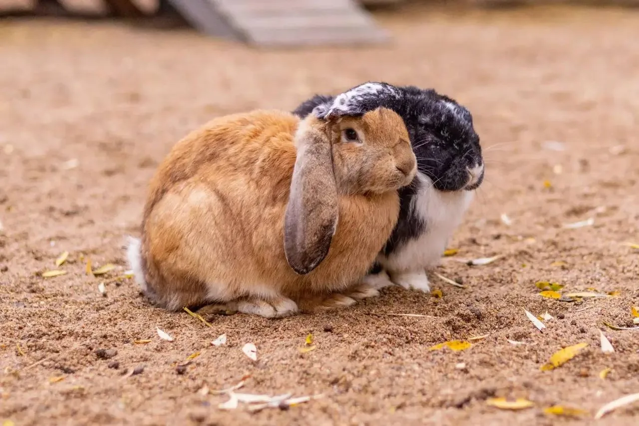 🥰 Какие милые обитатели в парке «Вокруг света»
