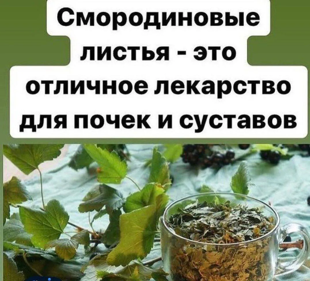 🫧Смородиновые листья — это отличное снадобье для почек и суставов.
