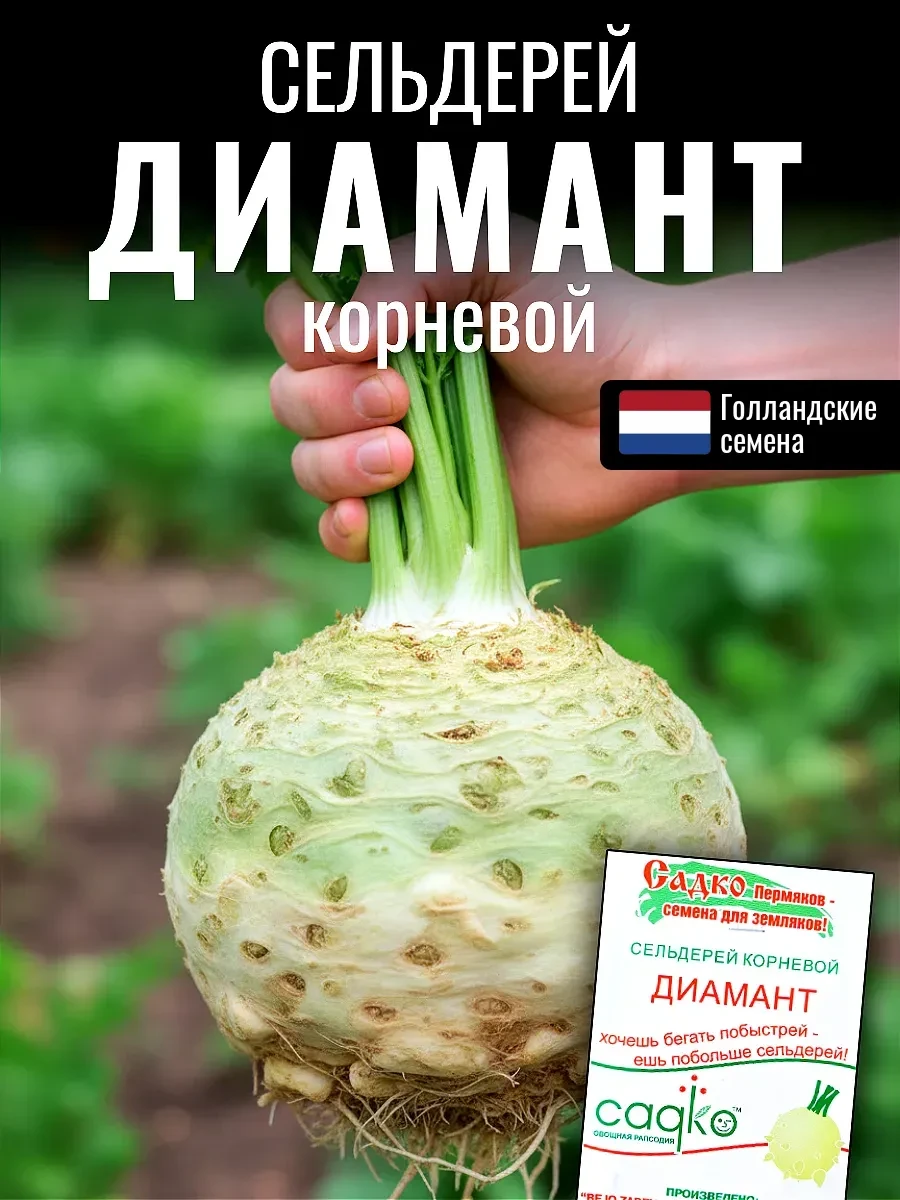 Дорогие друзья! Известно ли вам, что корневой сельдерей сажают на рассаду одним из первых?  Сельдере