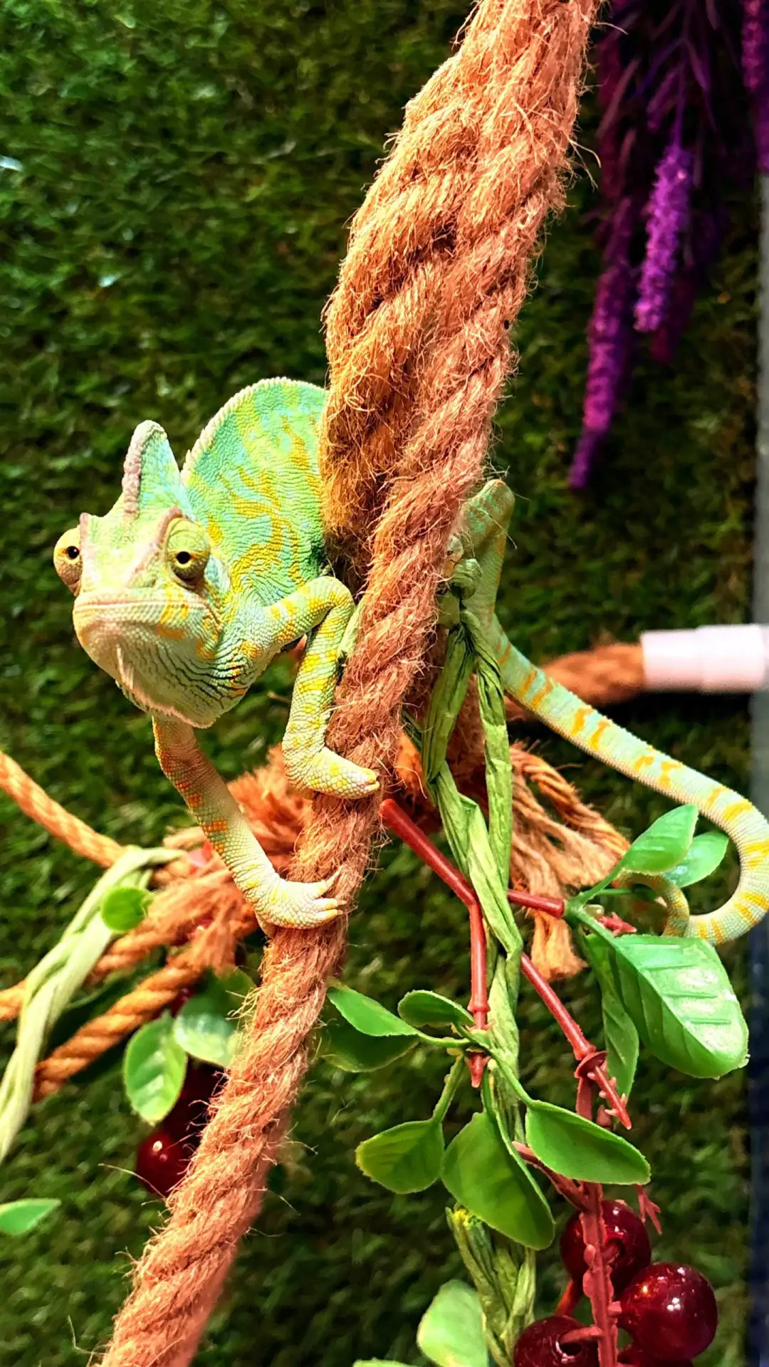 Ну что время завтрака 🦗