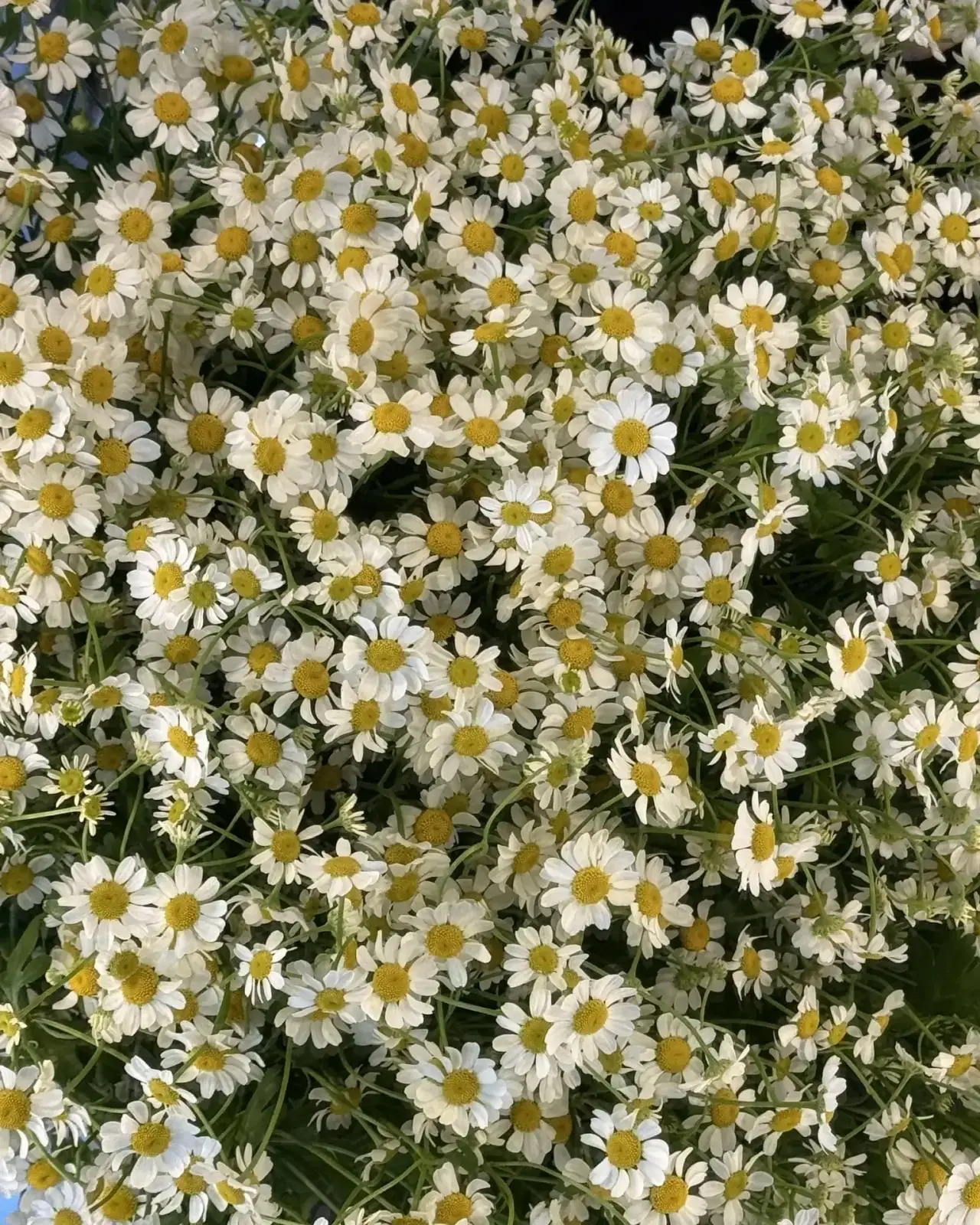Порадуйте себя и близких букетом чудесных кустовых ромашек🌼

Самые романтичные цветы подарят классн