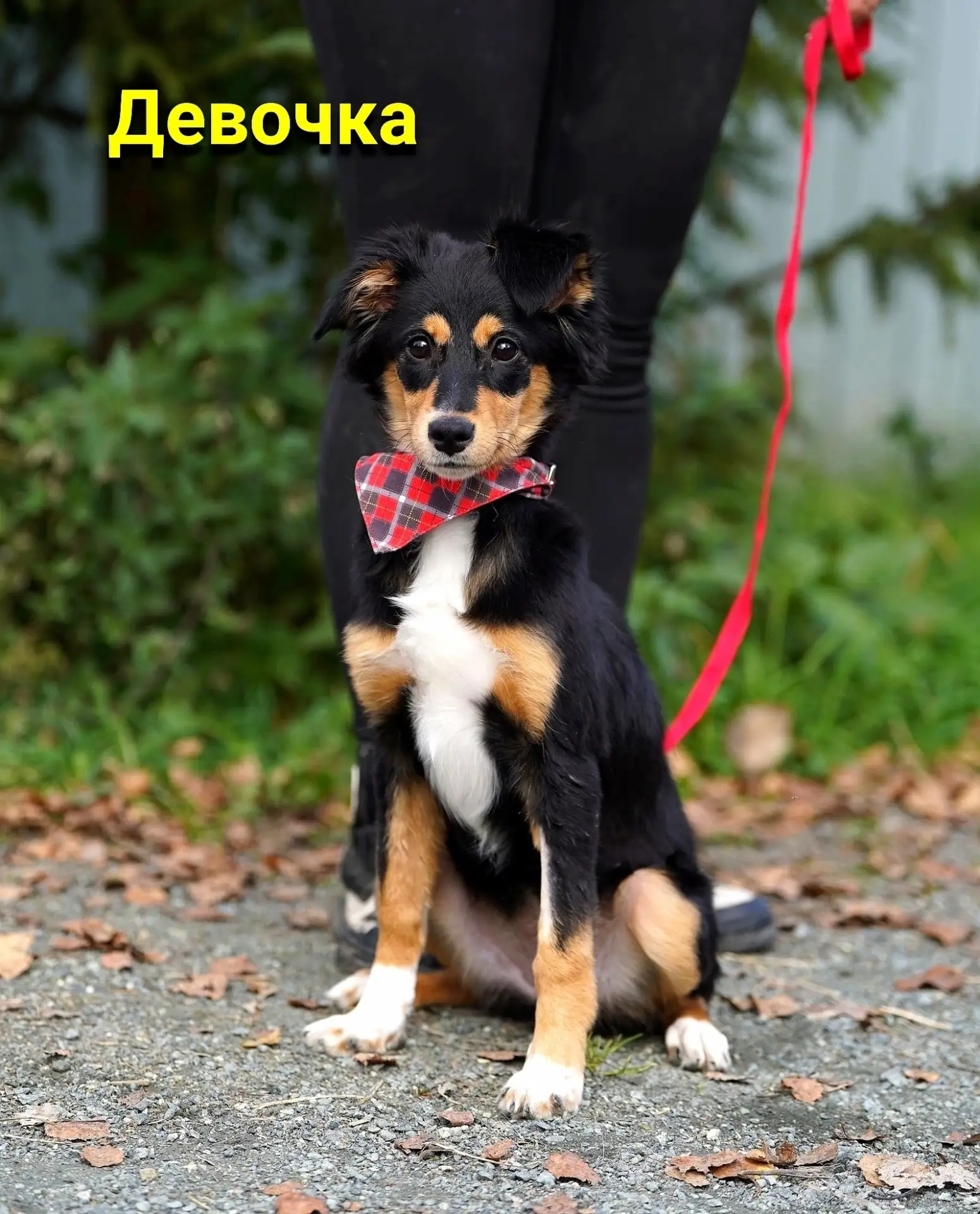 🙌 В добрые руки очаровательные щенки💓