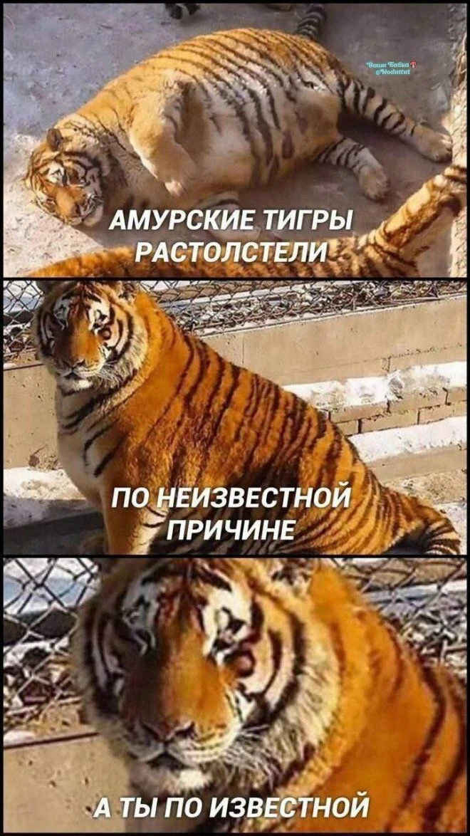 Дожоры-с🤷‍♀️