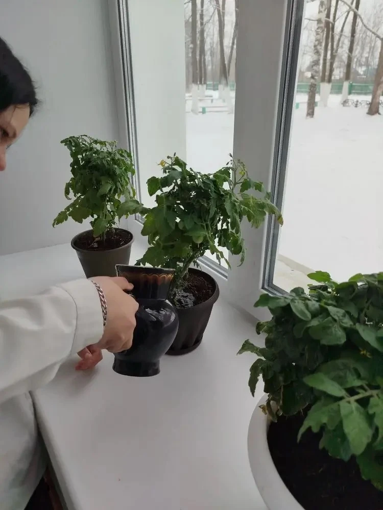 🗣️Наш подоконный огород радует всходами! 🌿🌱